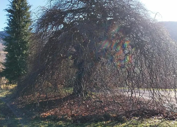 Le Coq En Pate 住宿加早餐酒店 比桑
